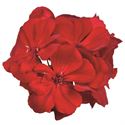 Afbeelding van Geranium Staand P12 Castello Robiene